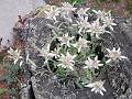 F13 edelweiss de etienne souille 